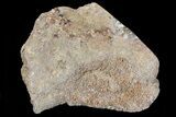 Polished Dinosaur Bone (Gembone) Section - Colorado #73034-1